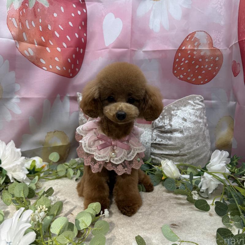 販売中の埼玉県のタイニープードル-397788