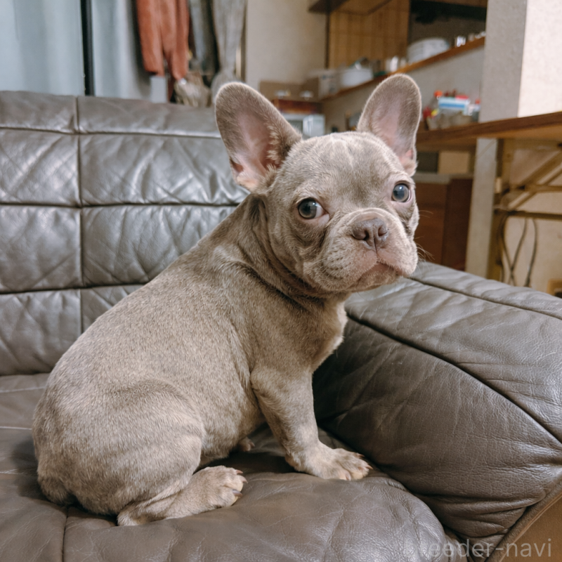 販売中の奈良県のフレンチブルドッグ-453695の14枚目