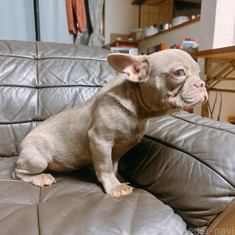 販売中の奈良県のフレンチブルドッグ-453695の13枚目