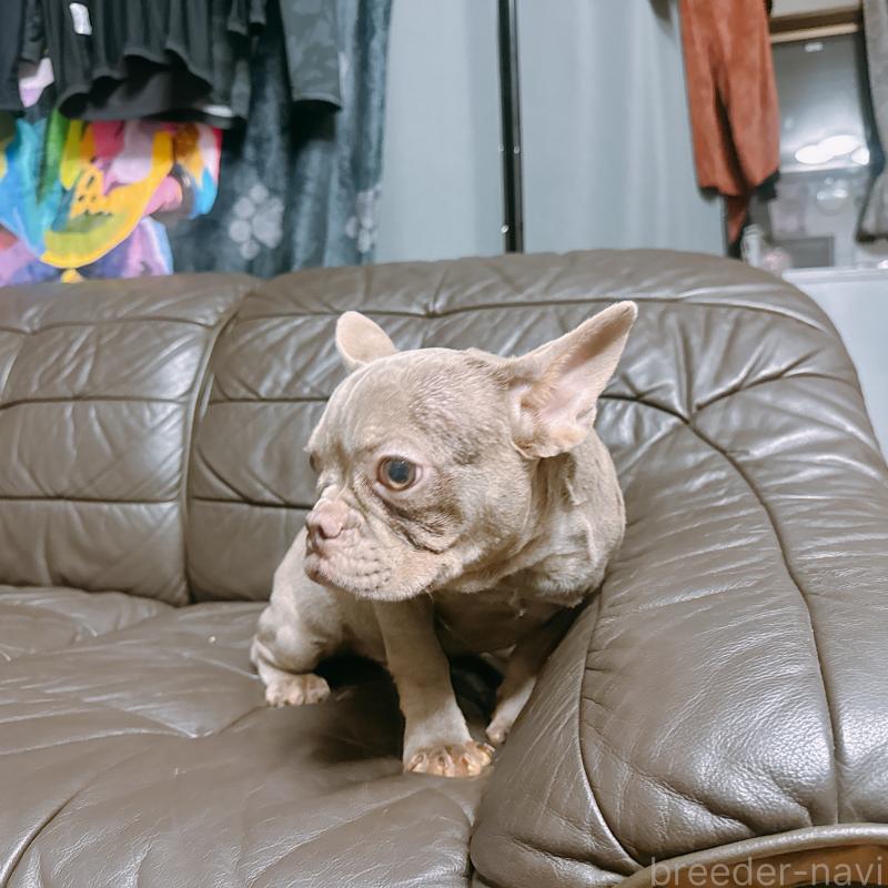 販売中の奈良県のフレンチブルドッグ-453695の12枚目