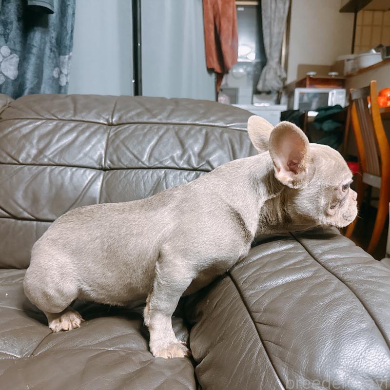 販売中の奈良県のフレンチブルドッグ-453695の11枚目