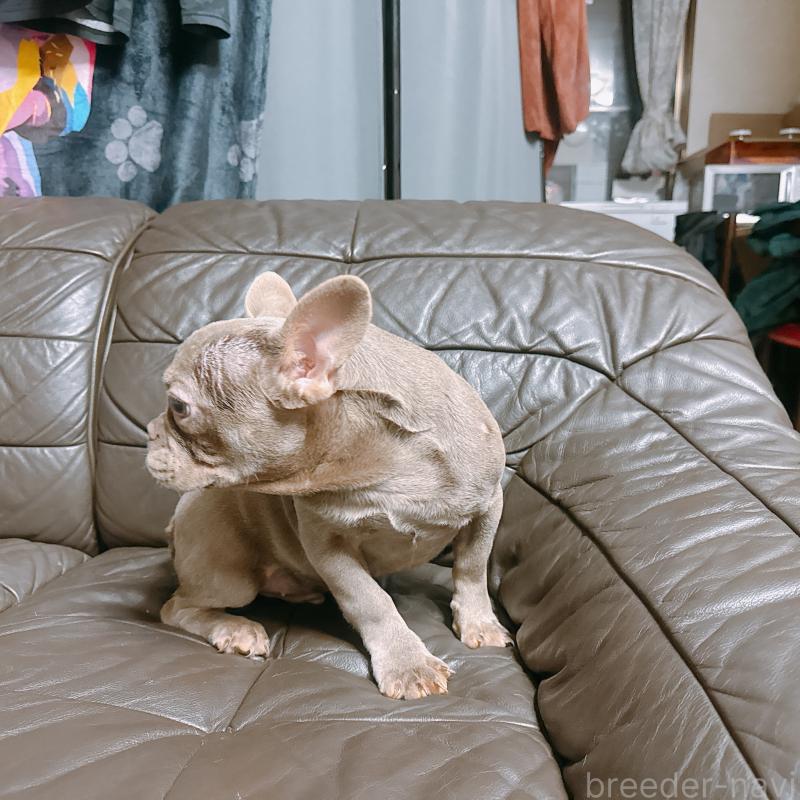 販売中の奈良県のフレンチブルドッグ-453695の10枚目