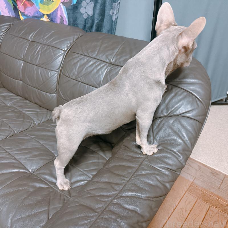 販売中の奈良県のフレンチブルドッグ-453695の9枚目