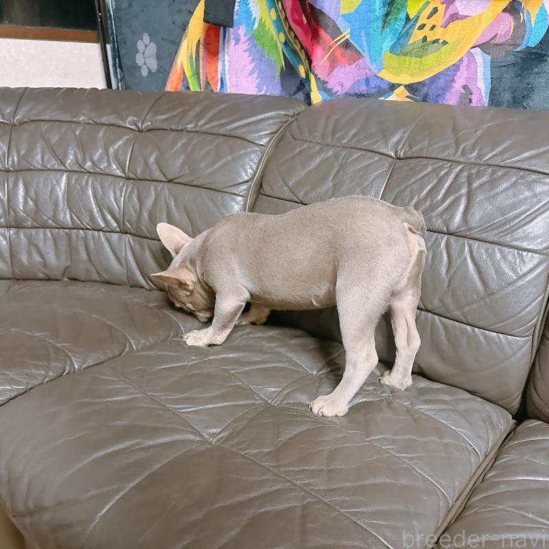 販売中の奈良県のフレンチブルドッグ-453695の8枚目