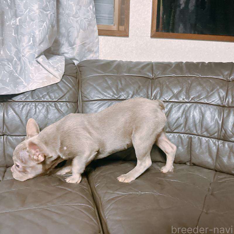販売中の奈良県のフレンチブルドッグ-453695の7枚目