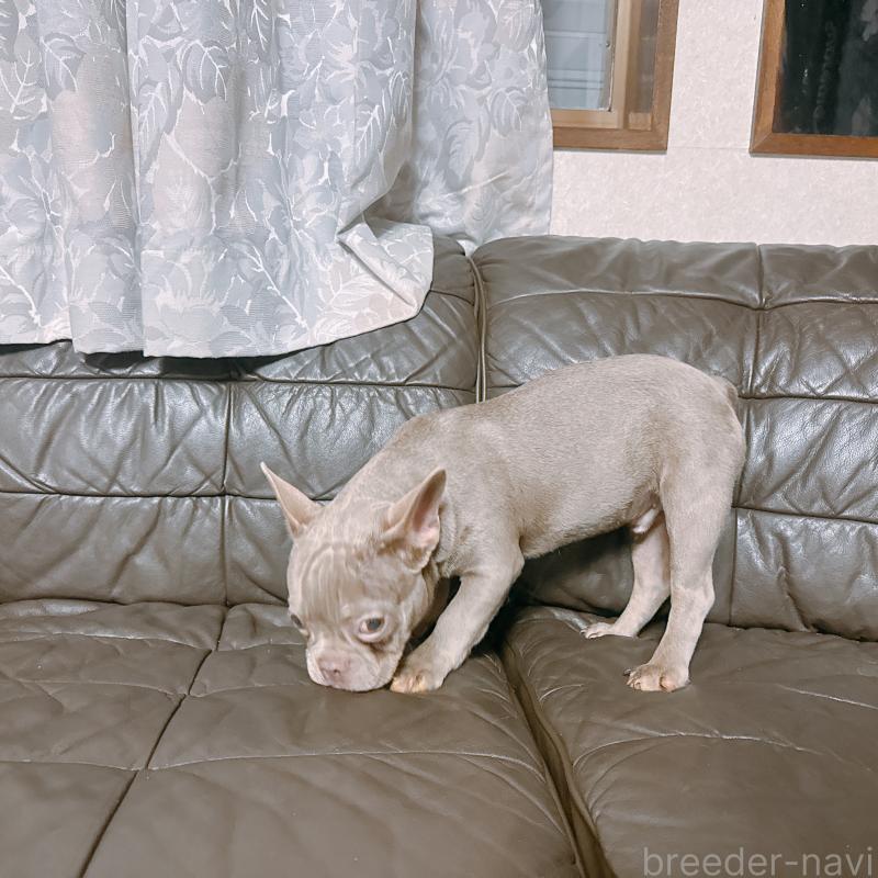 販売中の奈良県のフレンチブルドッグ-453695の6枚目