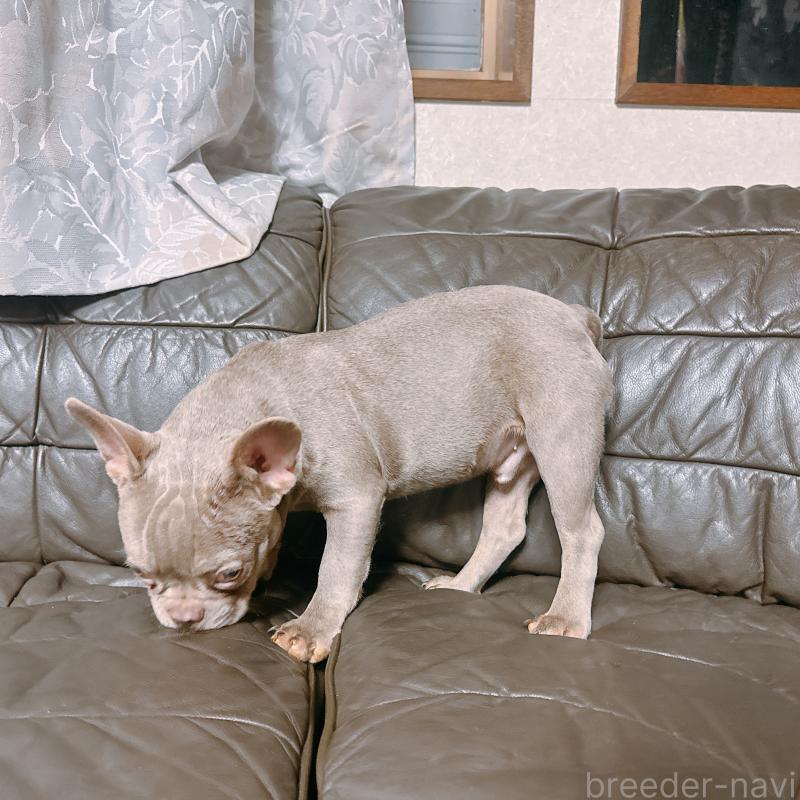 販売中の奈良県のフレンチブルドッグ-453695の5枚目