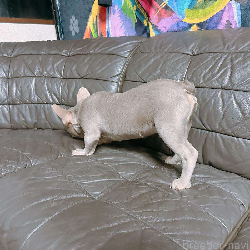 販売中の奈良県のフレンチブルドッグ-453695の4枚目