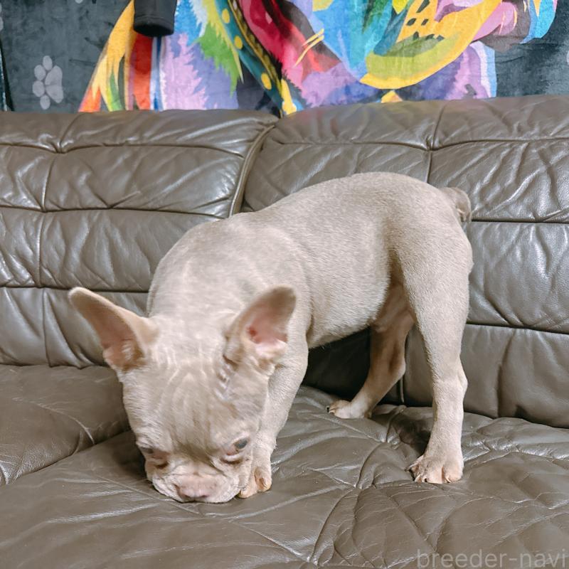 販売中の奈良県のフレンチブルドッグ-453695の3枚目