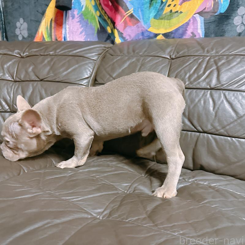 販売中の奈良県のフレンチブルドッグ-453695の2枚目