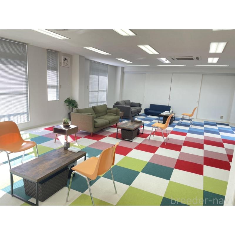 販売中の東京都のマルプー:マルチーズ×トイプードル-453697の8枚目