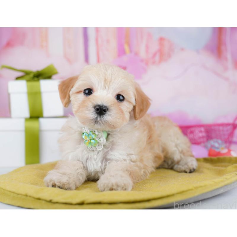 販売中の東京都のマルプー:マルチーズ×トイプードル-453697の6枚目