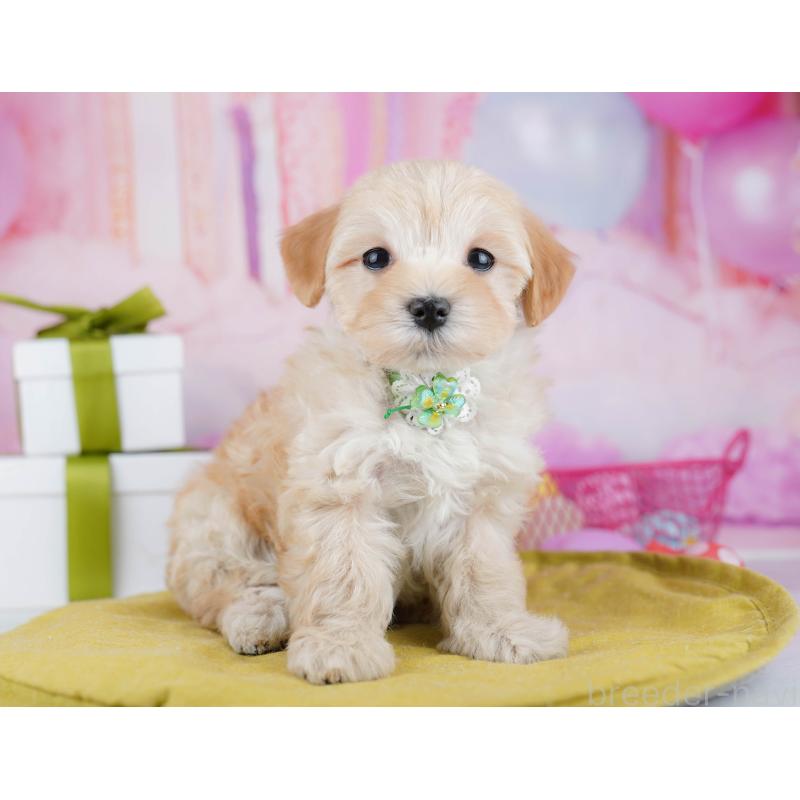 販売中の東京都のマルプー:マルチーズ×トイプードル-453697の5枚目