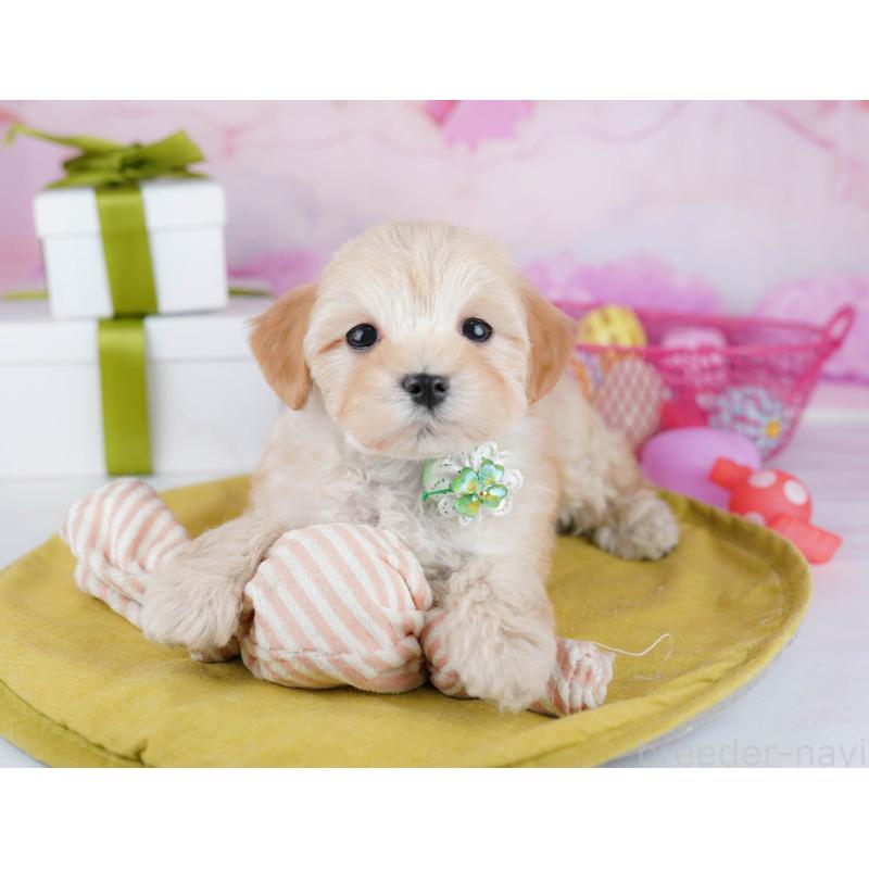 販売中の東京都のマルプー:マルチーズ×トイプードル-453697の4枚目