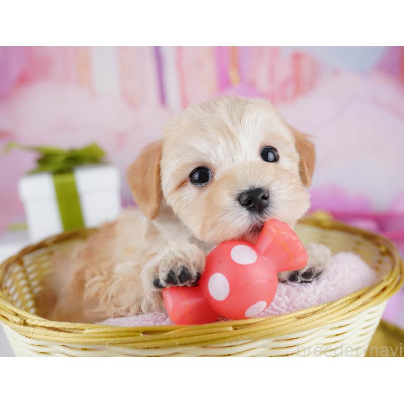 販売中の東京都のマルプー:マルチーズ×トイプードル-453697の3枚目