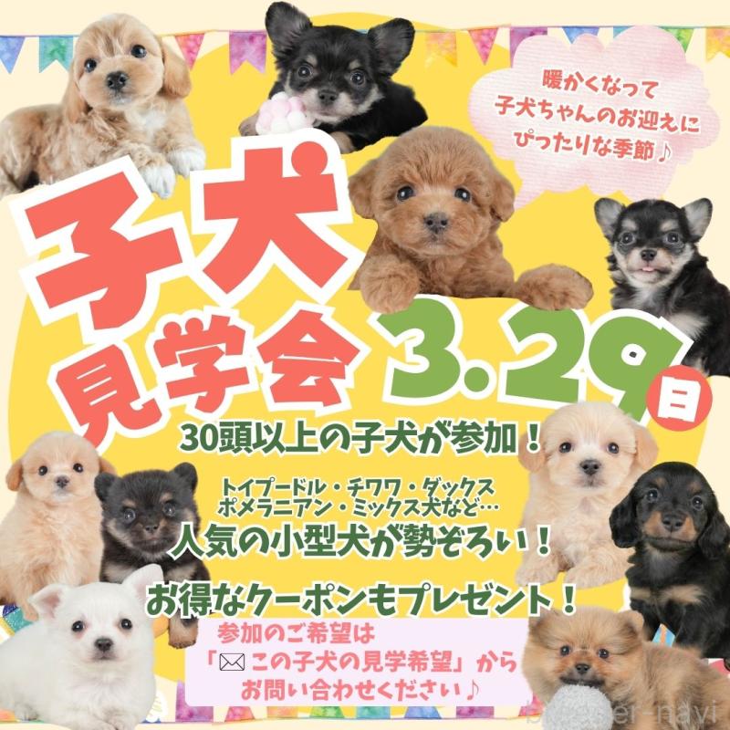 販売中の栃木県のミニチュアダックスフンド(ロングヘアード)-442134の3枚目