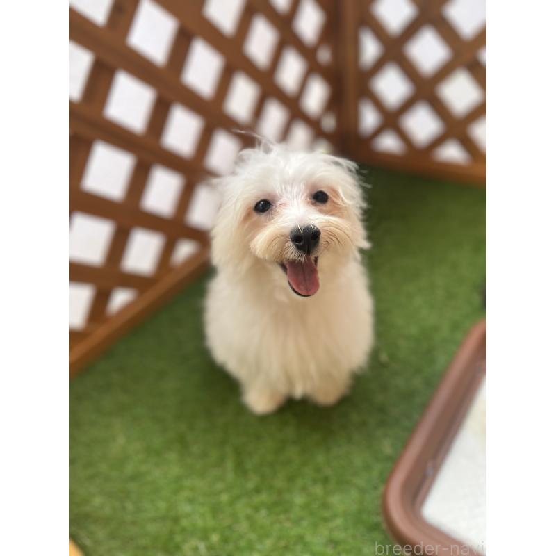 販売中の沖縄県のミックス犬-430596の3枚目