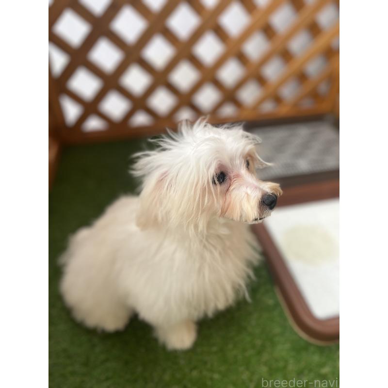 販売中の沖縄県のミックス犬-430596の2枚目