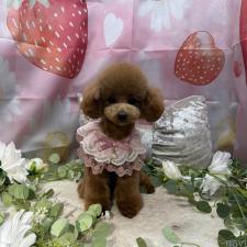 ♀︎タイニープードル