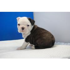 ♀︎ミックス犬