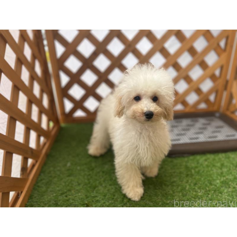 販売中の沖縄県のトイプードル-430598の3枚目