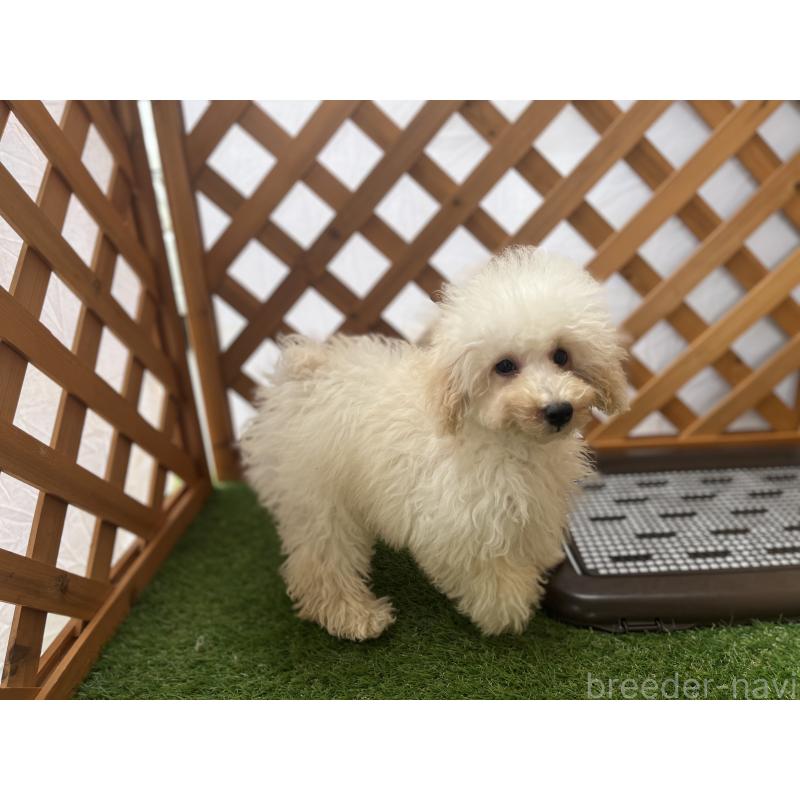 販売中の沖縄県のトイプードル-430598の2枚目