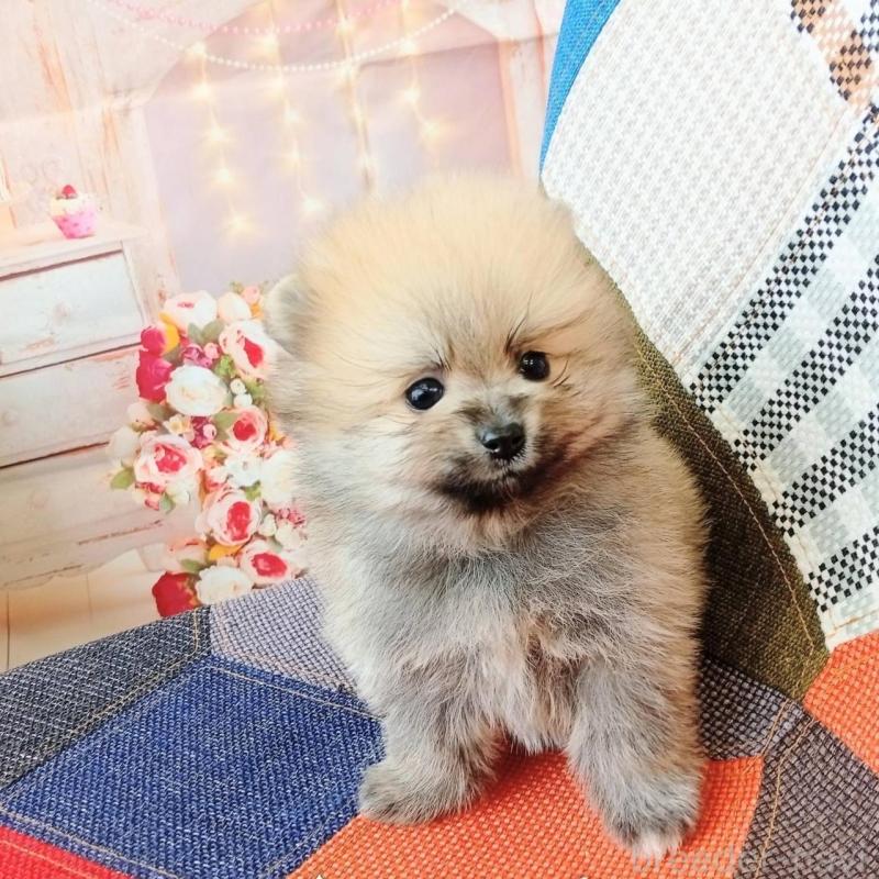 販売中の和歌山県のポメラニアン-450230