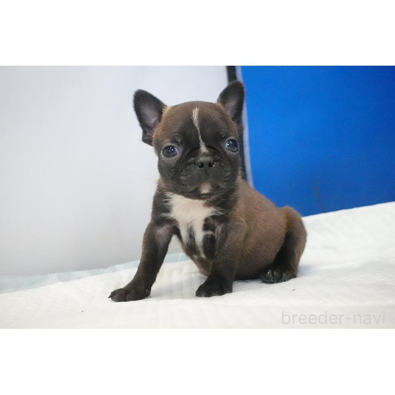 販売中の愛知県のミックス犬-453698の14枚目