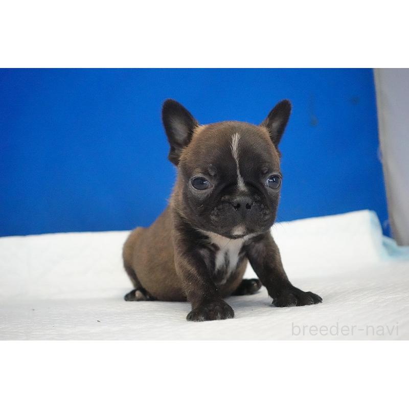 販売中の愛知県のミックス犬-453698の13枚目