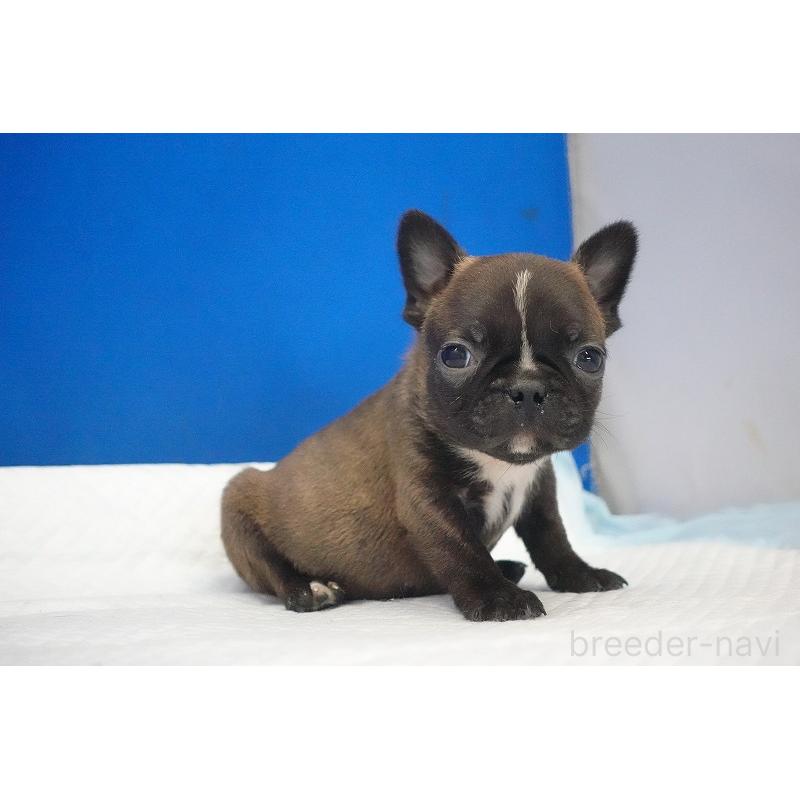 販売中の愛知県のミックス犬-453698の12枚目