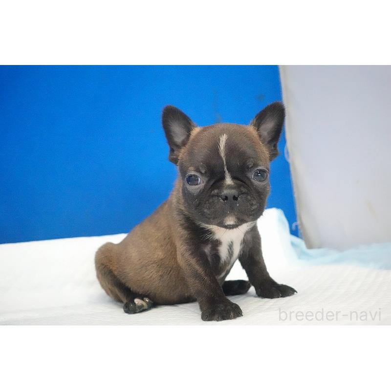 販売中の愛知県のミックス犬-453698の11枚目