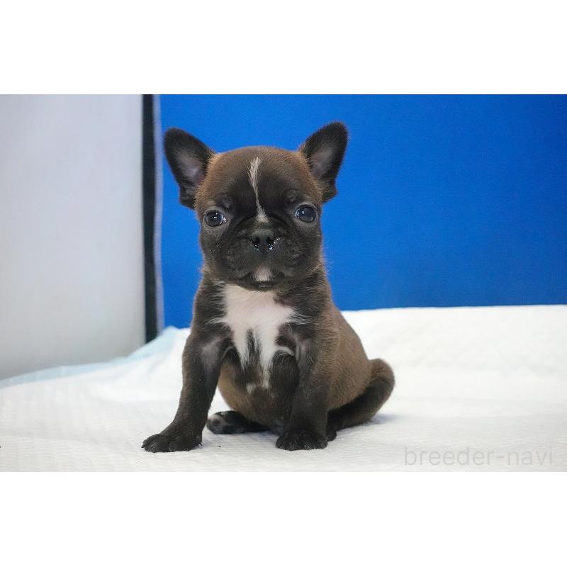 販売中の愛知県のミックス犬-453698の10枚目