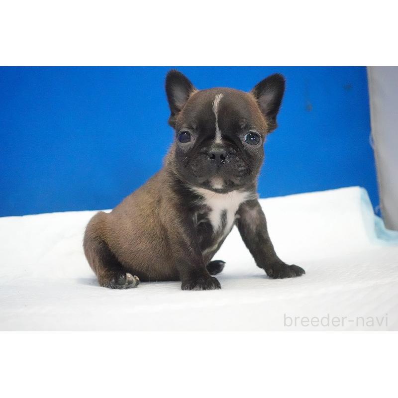 販売中の愛知県のミックス犬-453698の9枚目