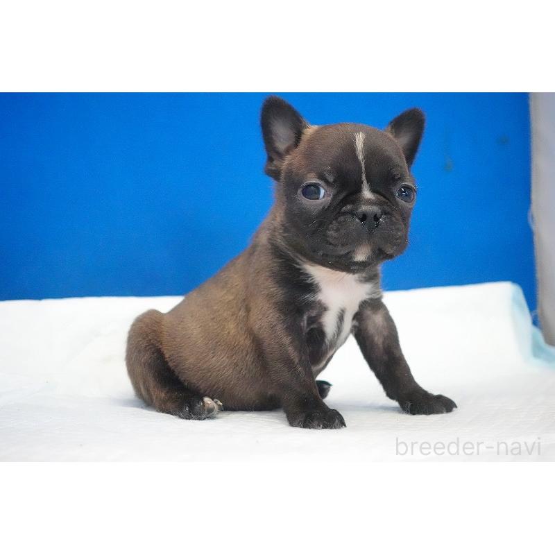 販売中の愛知県のミックス犬-453698の7枚目