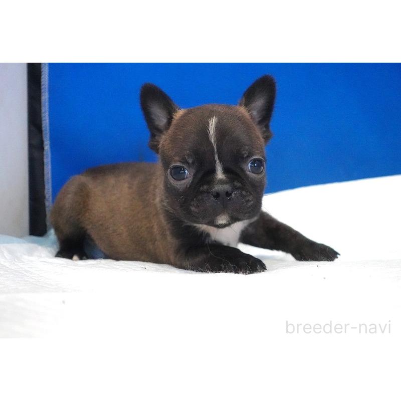 販売中の愛知県のミックス犬-453698の8枚目