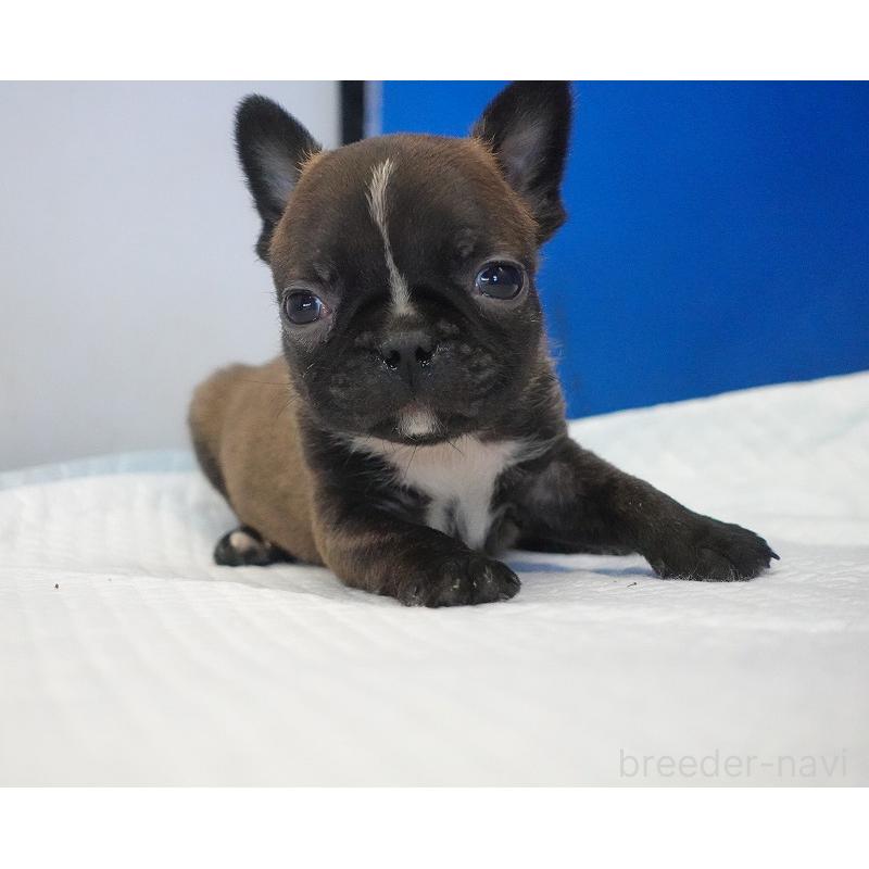 販売中の愛知県のミックス犬-453698の4枚目