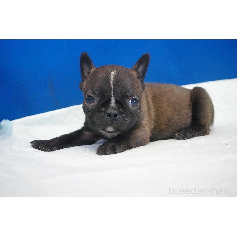 販売中の愛知県のミックス犬-453698の6枚目