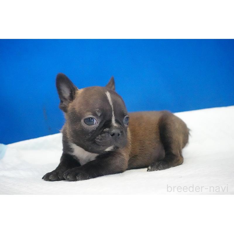 販売中の愛知県のミックス犬-453698の3枚目