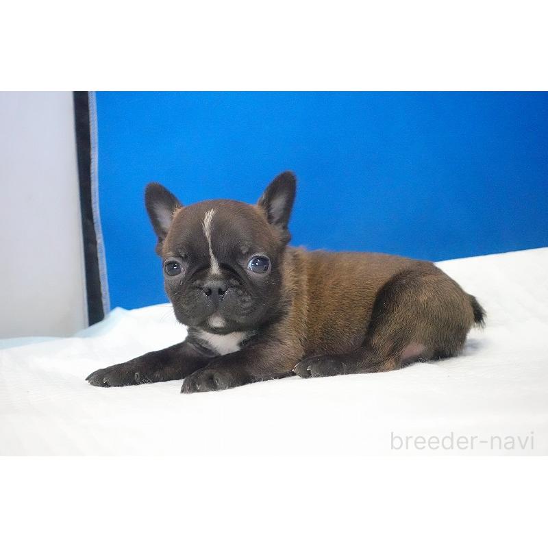 販売中の愛知県のミックス犬-453698の2枚目