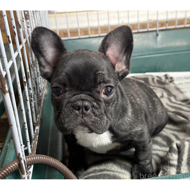 販売中の愛知県のフレンチブルドッグ-447317の15枚目