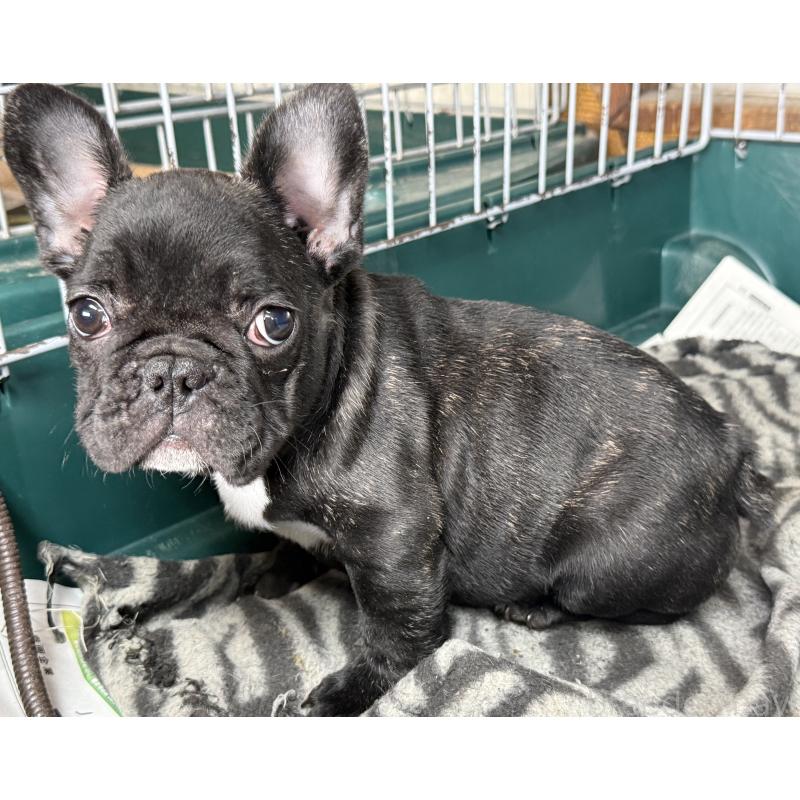 販売中の愛知県のフレンチブルドッグ-447317の14枚目