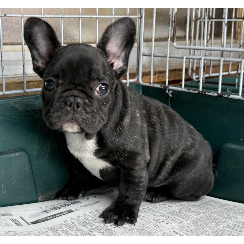 販売中の愛知県のフレンチブルドッグ-447317の13枚目