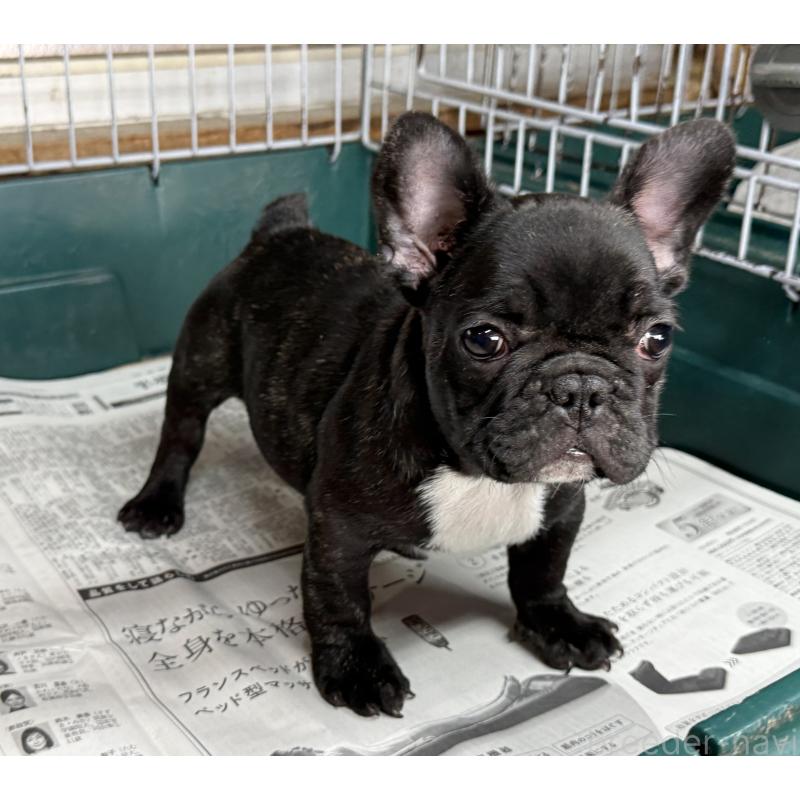 販売中の愛知県のフレンチブルドッグ-447317の12枚目