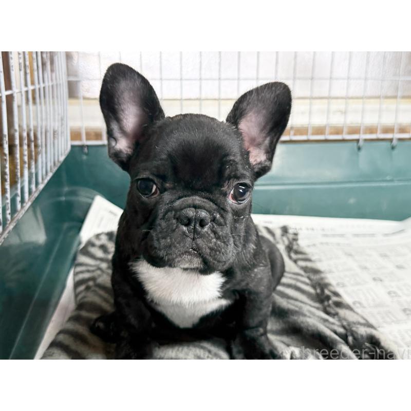 販売中の愛知県のフレンチブルドッグ-447317の11枚目