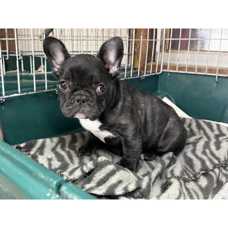 販売中の愛知県のフレンチブルドッグ-447317の10枚目