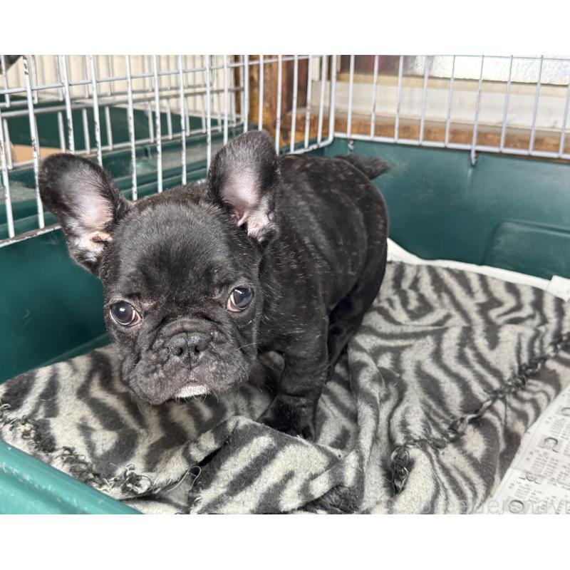 販売中の愛知県のフレンチブルドッグ-447317の9枚目