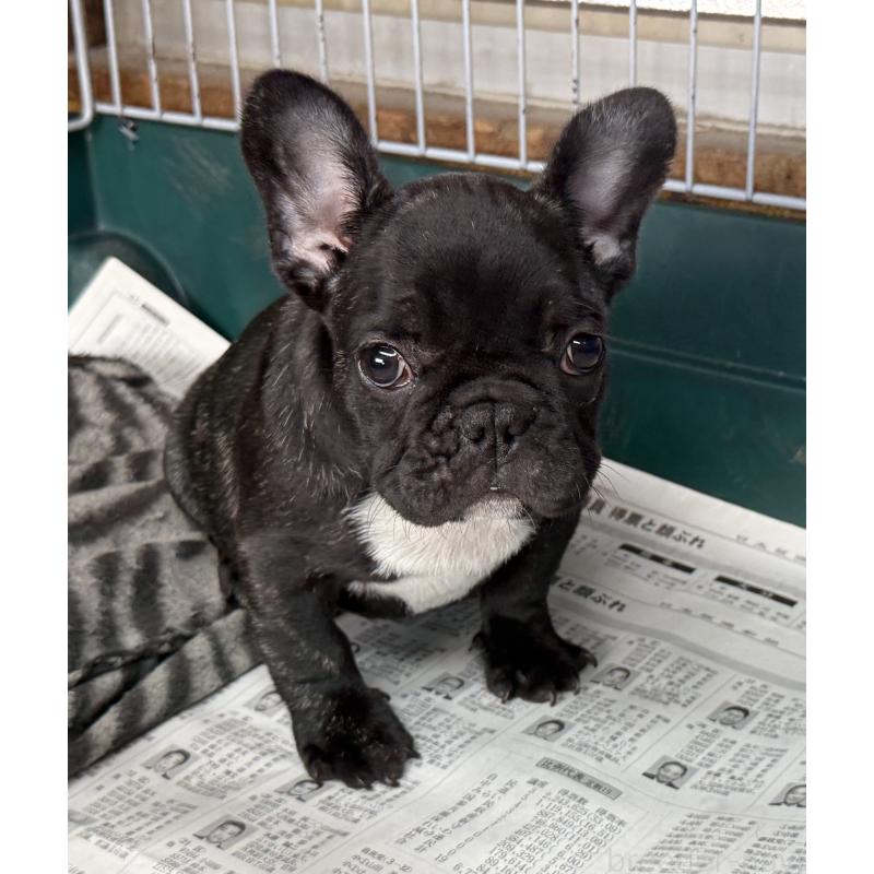 販売中の愛知県のフレンチブルドッグ-447317の8枚目