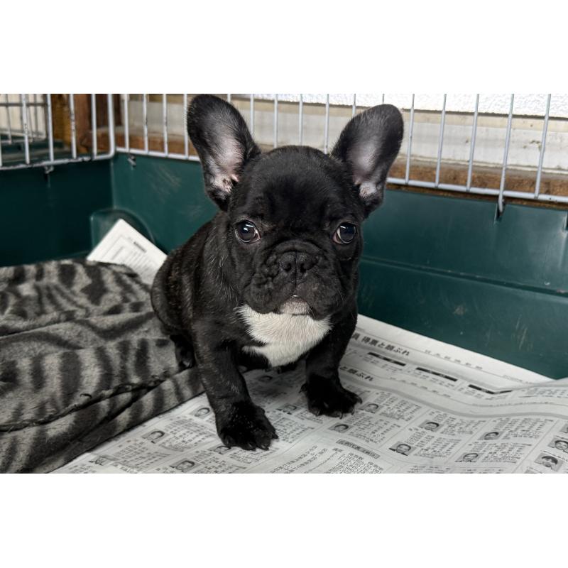 販売中の愛知県のフレンチブルドッグ-447317の7枚目