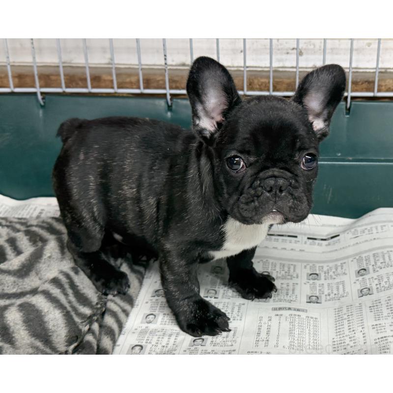 販売中の愛知県のフレンチブルドッグ-447317の6枚目