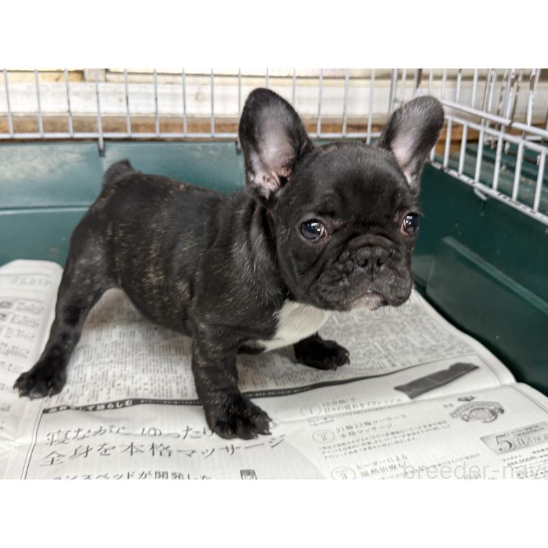 販売中の愛知県のフレンチブルドッグ-447317の5枚目